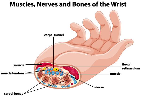 Anatomy of the wrist